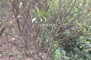 廣西碧桃,廣西碧桃高度3米 地徑7厘米,廣西碧桃精品苗木