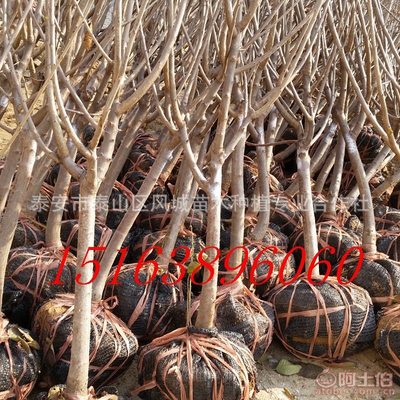 【山東的櫻桃好賣嗎紅燈吉塞拉岱紅】泰安市泰山區(qū)風(fēng)城苗木種植專業(yè)合作社 - 產(chǎn)品庫(kù)