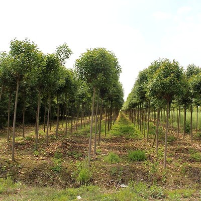 苗木人注意了，這才是苗木施肥的正確方法