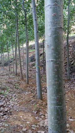 速生楊苗木 特點、栽培與管理