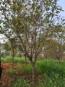 賀萬順苗木種植園入駐苗木通，專注優質苗木之路