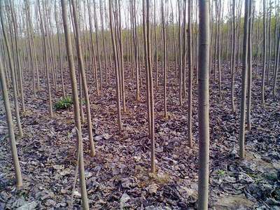 紅豆杉種子沙藏技術研究